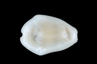 藏品(黃寶螺)的圖片